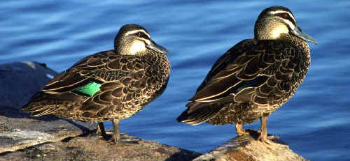 13 Pacific black ducks were found dead at Banora Point 13 Pacific black ducks were found dead at Banora Point